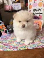 June, a female Pomeranian for sale in Locust Grove, GA – 3 of 4