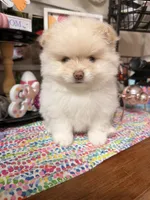 June, a female Pomeranian for sale in Locust Grove, GA – 2 of 4