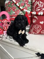 Khal Drogo, a male Goldendoodle for sale in Locust Grove, GA – Photo 2 of 3