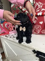 Khal Drogo, a male Goldendoodle for sale in Locust Grove, GA – Photo 3 of 3