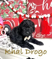 Khal Drogo, a male Goldendoodle for sale in Locust Grove, GA – Photo 1 of 3