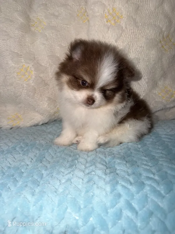 Johnny – Pomeranian puppy for sale in Locust Grove, GA