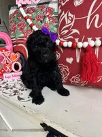 Arya, a female Goldendoodle for sale in Locust Grove, GA – Photo 2 of 3