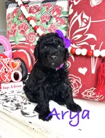Arya, a female Goldendoodle for sale in Locust Grove, GA – Photo 1 of 3