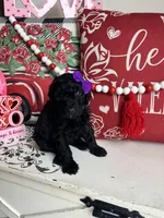 Arya, a female Goldendoodle for sale in Locust Grove, GA – Photo 3 of 3