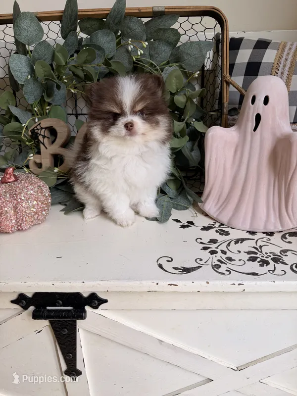 Johnny – Pomeranian puppy on hold in Locust Grove, GA