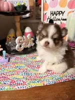 Johnny, a male Pomeranian for sale in Locust Grove, GA – 6 of 7