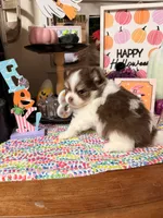 Johnny, a male Pomeranian for sale in Locust Grove, GA – 5 of 7