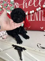 The Hound, a male Goldendoodle for sale in Locust Grove, GA – Photo 2 of 3