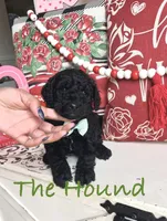The Hound, a male Goldendoodle for sale in Locust Grove, GA – Photo 1 of 3