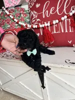 The Hound, a male Goldendoodle for sale in Locust Grove, GA – Photo 3 of 3