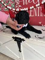 Tyrion, a male Goldendoodle for sale in Locust Grove, GA – Photo 3 of 3