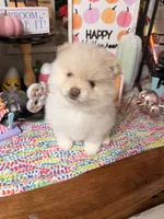 June, a female Pomeranian for sale in Locust Grove, GA – 4 of 4