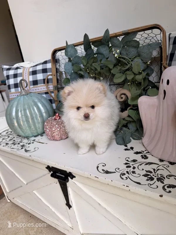 June – Pomeranian puppy for sale in Locust Grove, GA