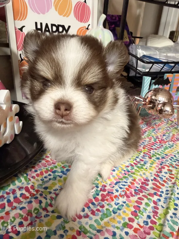 Johnny – Pomeranian puppy for sale in Locust Grove, GA
