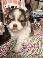 Johnny, a male Pomeranian for sale in Locust Grove, GA – 1 of 7