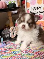 Johnny, a male Pomeranian for sale in Locust Grove, GA – 4 of 7