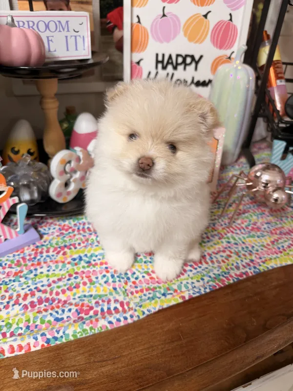 June – Pomeranian puppy for sale in Locust Grove, GA