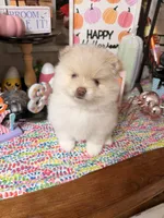 June, a female Pomeranian for sale in Locust Grove, GA – 1 of 4