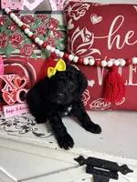 Missandei, a female Goldendoodle for sale in Locust Grove, GA – Photo 2 of 3