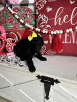 Missandei, a female Goldendoodle for sale in Locust Grove, GA – Photo 3 of 3