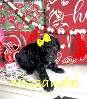 Missandei, a female Goldendoodle for sale in Locust Grove, GA – Photo 1 of 3