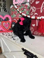 Khaleesi, a female Goldendoodle for sale in Locust Grove, GA – Photo 2 of 3