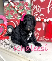 Khaleesi, a female Goldendoodle for sale in Locust Grove, GA – Photo 1 of 3