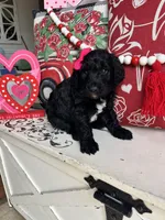 Khaleesi, a female Goldendoodle for sale in Locust Grove, GA – Photo 3 of 3