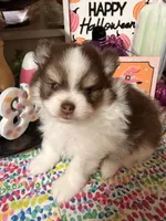 Johnny, a male Pomeranian for sale in Locust Grove, GA – 3 of 7