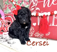 Cersei, a female Goldendoodle for sale in Locust Grove, GA – Photo 1 of 3