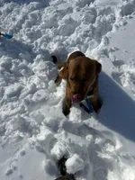 Ruger, a male Labrador Retriever for sale in Sturgis, MI – Photo 5 of 5