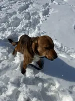 Ruger, a male Labrador Retriever for sale in Sturgis, MI – Photo 4 of 5