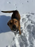 Ruger, a male Labrador Retriever for sale in Sturgis, MI – Photo 2 of 5