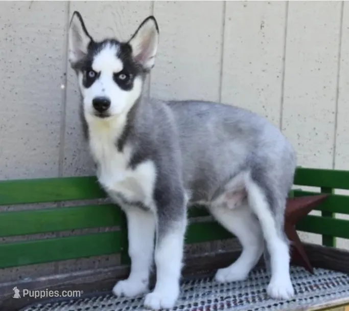 Huntrix – Siberian Husky puppy for sale in Lewisburg, PA