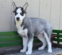 Huntrix, a male Siberian Husky for sale in Lewisburg, PA – 1 of 2