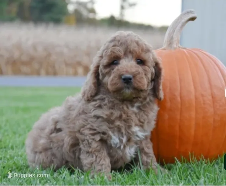 Phoenix  – Cockapoo puppy for sale in Lewisburg, PA