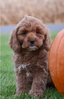 Pumpkin, a female Cockapoo for sale in Lewisburg, PA – 2 of 2