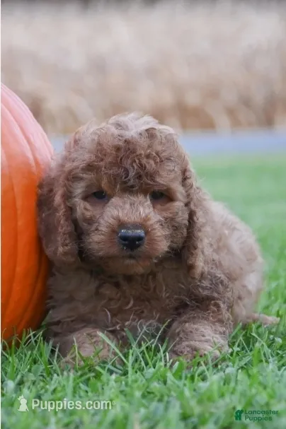 Peter – Cockapoo puppy for sale in Lewisburg, PA