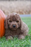 Peter, a male Cockapoo for sale in Lewisburg, PA – 1 of 2