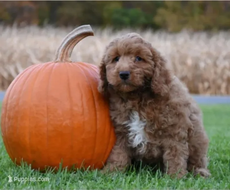 Pickle – Cockapoo puppy for sale in Lewisburg, PA