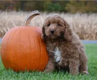 Pickle, a male Cockapoo for sale in Lewisburg, PA – 1 of 2