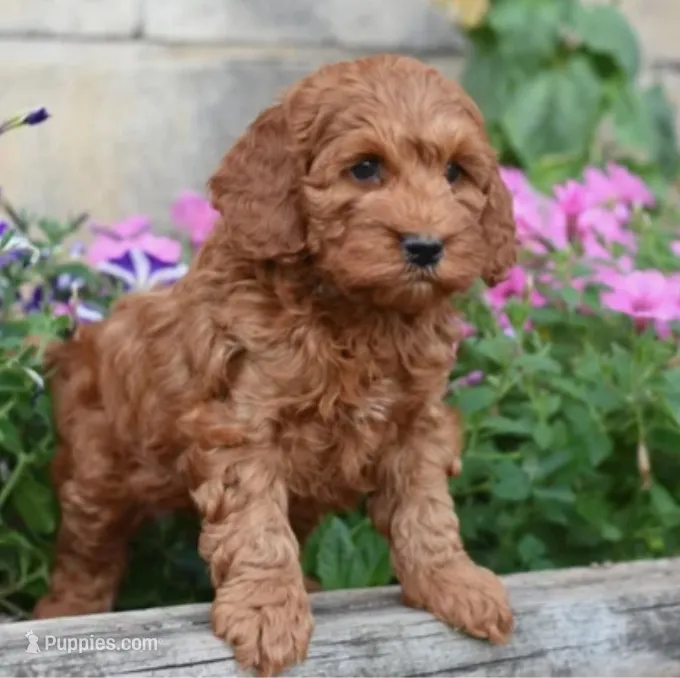 Teddy – Cockapoo, Poodle - Miniature  puppy for sale in Lewisburg, PA