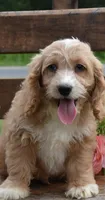 Lucky, a male Cockapoo for sale in Lewisburg, PA – Photo 2 of 2