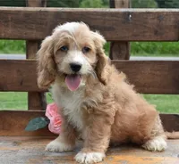 Lucky, a male Cockapoo for sale in Lewisburg, PA – Photo 1 of 2