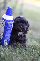 Joy, a female Shihpoo and Poodle - Miniature  for sale in Lewisburg, PA – 3 of 3