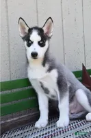 Huntrix, a male Siberian Husky for sale in Lewisburg, PA – 2 of 2