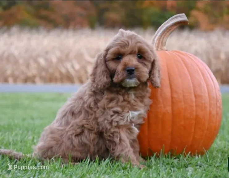 Pumpkin – Cockapoo puppy for sale in Lewisburg, PA