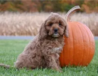 Pumpkin, a female Cockapoo for sale in Lewisburg, PA – 1 of 2