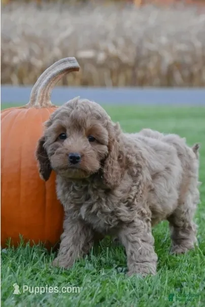 Penny – Cockapoo puppy for sale in Lewisburg, PA